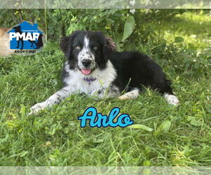 Australian Shepherd-Great Pyrenees Mix Dogs for adoption in Binghamton, NY, USA