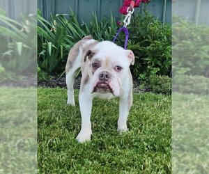 Bulldog Dogs for adoption in Batavia, NY, USA