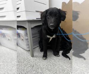 Border Collie-Unknown Mix Dogs for adoption in Pasadena, TX, USA