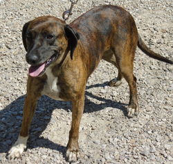 Boxer-Dachshund Mix Dogs for adoption in Stockport, OH, USA