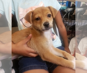Medium Photo #1 Shiba Inu Puppy For Sale in Chico, CA, USA