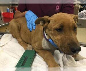 Mutt Dogs for adoption in Riverside, CA, USA