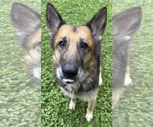 German Shepherd Dog-Unknown Mix Dogs for adoption in Clarkston, MI, USA