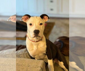 American Pit Bull Terrier-Unknown Mix Dogs for adoption in Germantown, OH, USA