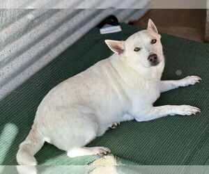 Mutt Dogs for adoption in Oak Bluffs, MA, USA