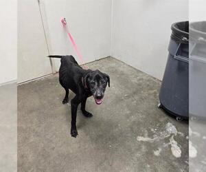 Labrador Retriever Dogs for adoption in Rosenberg, TX, USA