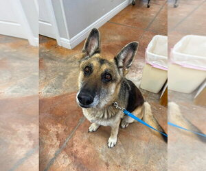 German Shepherd Dog Dogs for adoption in Bolivar, MO, USA