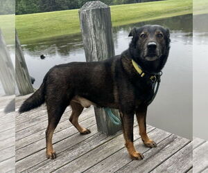 Mutt Dogs for adoption in Boston, MA, USA