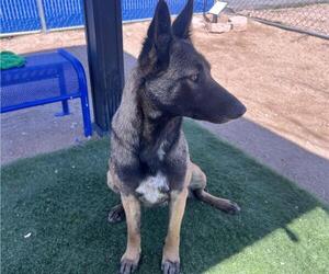 Mutt Dogs for adoption in HESPERIA, CA, USA