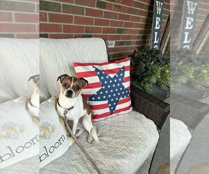 Boston Huahua Dogs for adoption in Aurora, IN, USA
