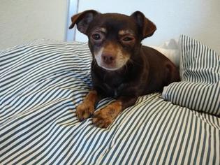 Medium Photo #1 Chihuahua-Unknown Mix Puppy For Sale in Santa Cruz, CA, USA