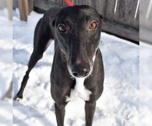 Greyhound Dogs for adoption in Grandville, MI, USA
