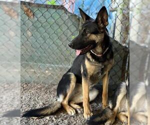 German Shepherd Dog Dogs for adoption in Santa Barbara, CA, USA