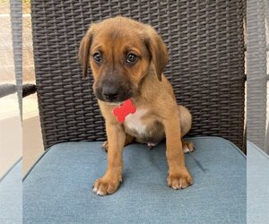 Labrador Retriever-Unknown Mix Dogs for adoption in San Luis Rey, CA, USA