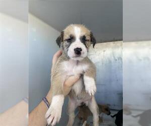 Mutt Dogs for adoption in Houston, TX, USA