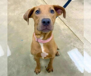Labralas Dogs for adoption in Alexander, AR, USA