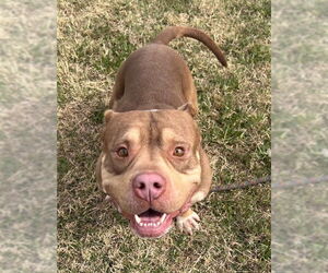 American Staffordshire Terrier-Unknown Mix Dogs for adoption in phoenix, AZ, USA