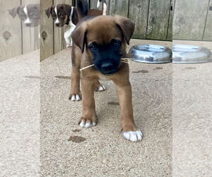 American Pit Bull Terrier-Unknown Mix Dogs for adoption in Hillsboro, MO, USA