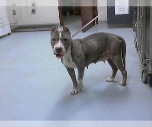 Mutt Dogs for adoption in Fayetteville, NC, USA