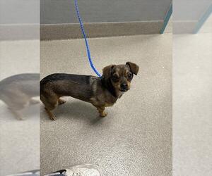 Chihuahua-Unknown Mix Dogs for adoption in Las Vegas, NV, USA