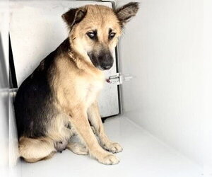 German Shepherd Dog-Unknown Mix Dogs for adoption in Houston, TX, USA