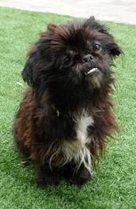 Shih Tzu Dogs for adoption in Campbell, CA, USA