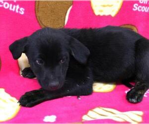 Mutt Dogs for adoption in Thief River Falls, MN, USA