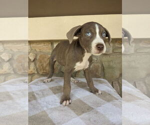 Borador Dogs for adoption in Mt. Laurel, NJ, USA