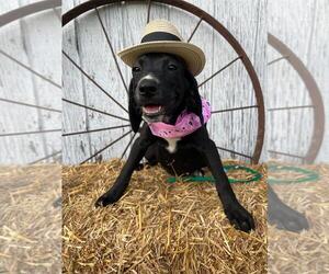 Labrador Retriever-Unknown Mix Dogs for adoption in Rocky Mount, NC, USA