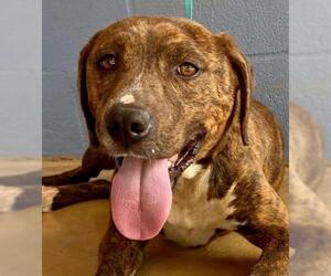 Mountain Cur-Unknown Mix Dogs for adoption in Franklinton, LA, USA