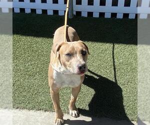 American Pit Bull Terrier Dogs for adoption in Modesto, CA, USA