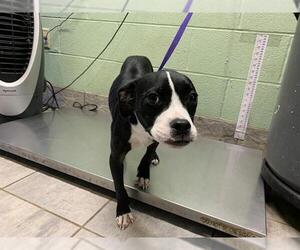 Boston Terrier-Unknown Mix Dogs for adoption in Grand Prairie, TX, USA