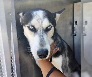 Huskies -Unknown Mix Dogs for adoption in San Antonio, TX, USA