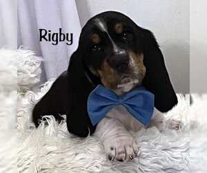 Basset Hound Dogs for adoption in Deepwater, NJ, USA