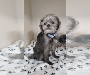 Shih Tzu-Unknown Mix Dogs for adoption in Lexington Park, MD, USA