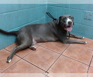 Mutt Dogs for adoption in Downey, CA, USA