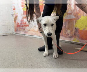 Shepradors Dogs for adoption in San Bernardino, CA, USA