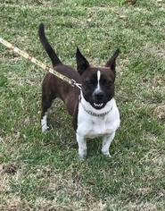 Boston Terrier-Unknown Mix Dogs for adoption in Baton Rouge, LA, USA