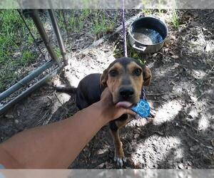 Black and Tan Coonhound Dogs for adoption in Houston, TX, USA
