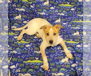 Mutt Dogs for adoption in FAIRLAWN, OH, USA
