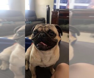 Pug Dogs for adoption in San Antonio, TX, USA