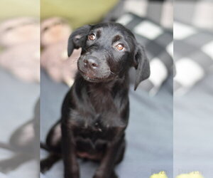 Labrador Retriever-Unknown Mix Dogs for adoption in The Woodlands, TX, USA