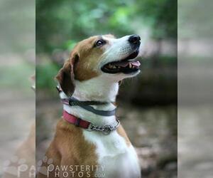 Medium Photo #704 Black and Tan Coonhound-Labrador Retriever-Retriever  Mix Puppy For Sale in Rockaway, NJ, USA