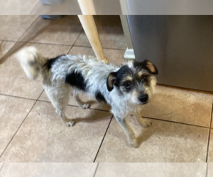 Mutt Dogs for adoption in Cranston, RI, USA