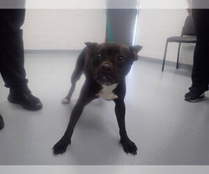 French Bulldog-Unknown Mix Dogs for adoption in St. Cloud, FL, USA