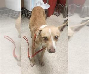 Chihuahua-Unknown Mix Dogs for adoption in Bakersfield, CA, USA