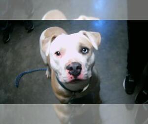 American Pit Bull Terrier-Unknown Mix Dogs for adoption in Tulsa, OK, USA