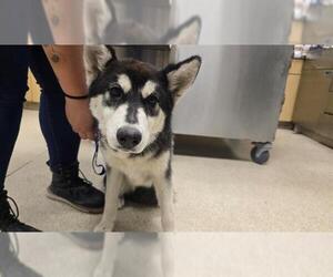 Siberian Husky Dogs for adoption in Riverside, CA, USA