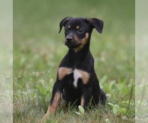 Mutt Dogs for adoption in Mechanicsburg, PA, USA