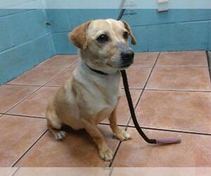 Mutt Dogs for adoption in Downey, CA, USA